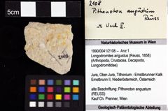 Foto (Objket + Etiketten) von Longodromites angustus (Reuss, 1858) 